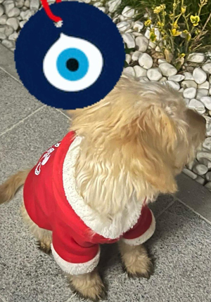 Köpek Eğitimi